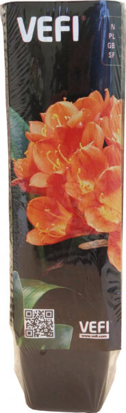 Nelikantpotid Vefi 6cm must 40tk/pakis