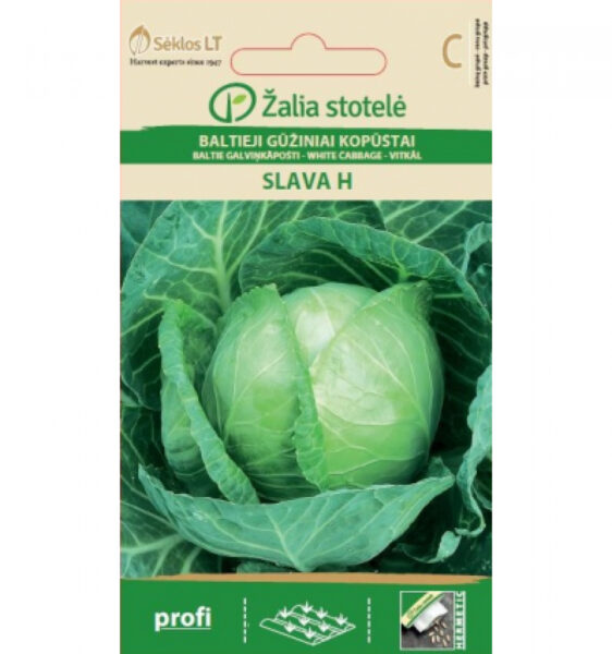 Kapsas Slava H - Brassica oleracea L.